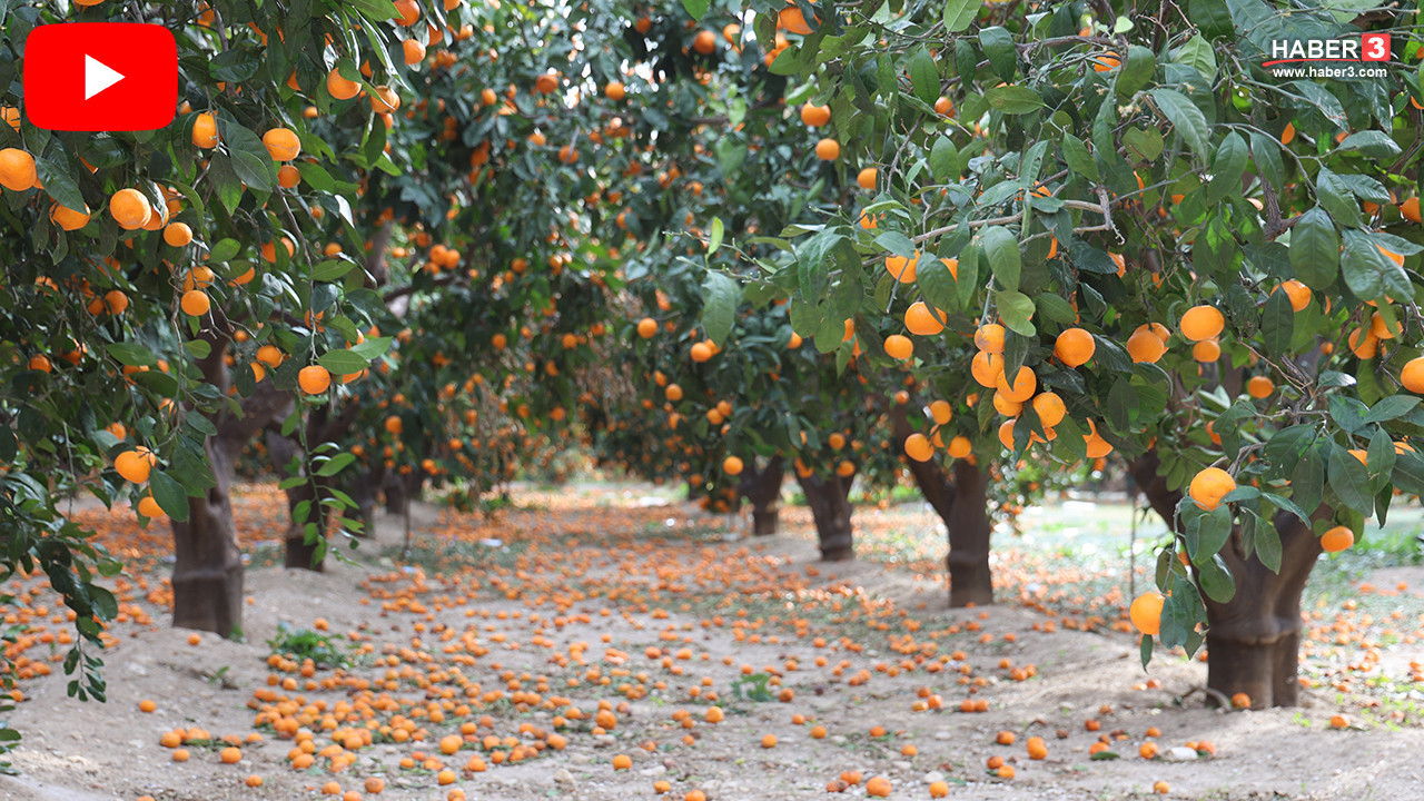 En lezzetli C vitamini kaynağı çarşıda pazarda cep yaksa da üretici bedava vermeye hazır...