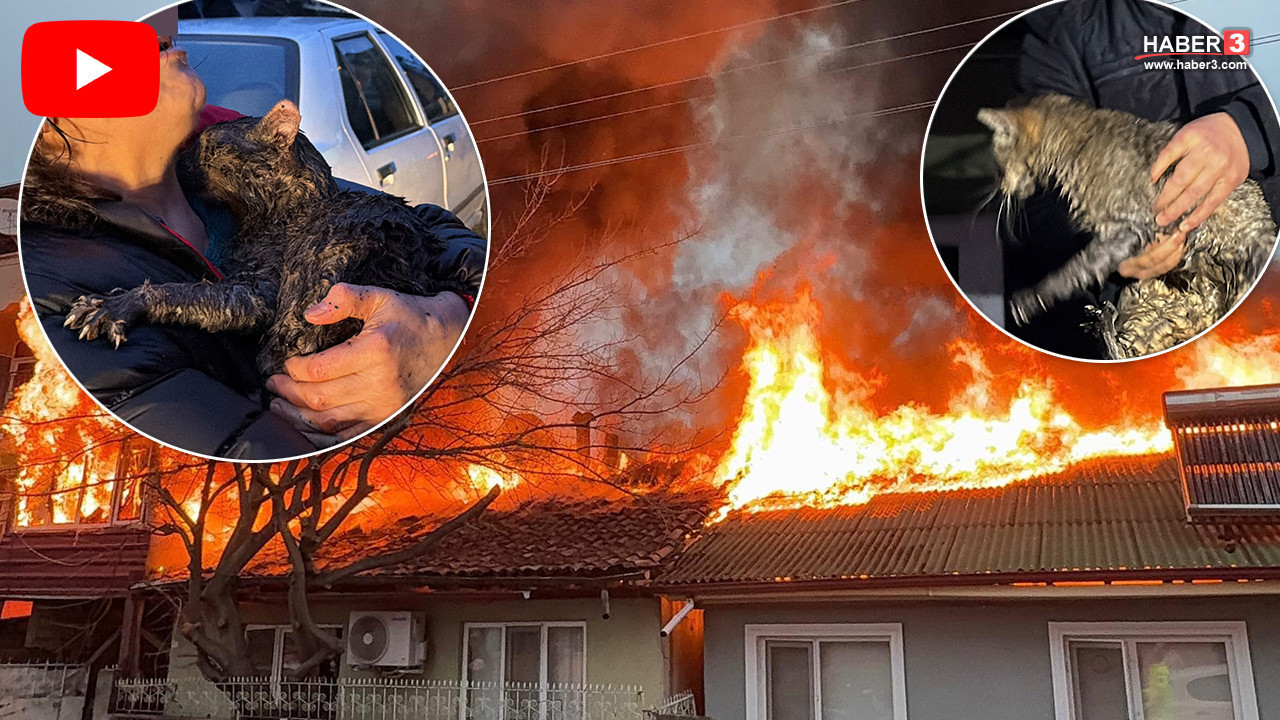 Kediler üşümesin diye yakılan soba felakete yol açtı: 2 ev küle döndü