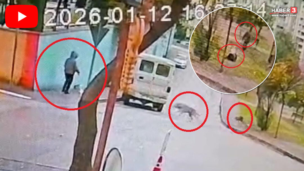 Sahipsiz kurt köpekleri kadın ve köpeğine saldırdı! Korku dolu anlar kamerada