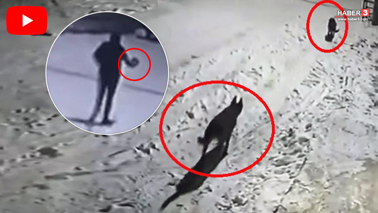 Bir vatandaş mahalleye inen aç kurtları elinde çaydanlıkla kovaladı