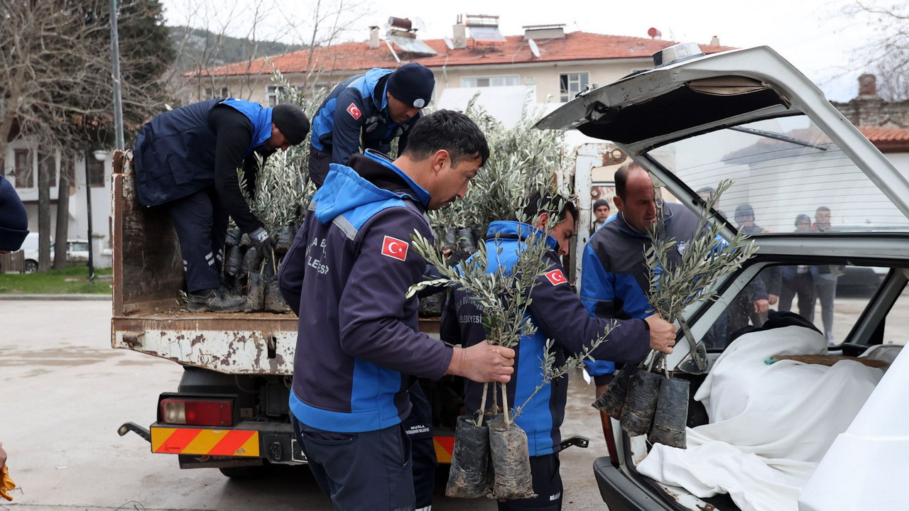 Muğla Büyükşehir’den Ula’da Üreticiye Zeytin ve Ce…