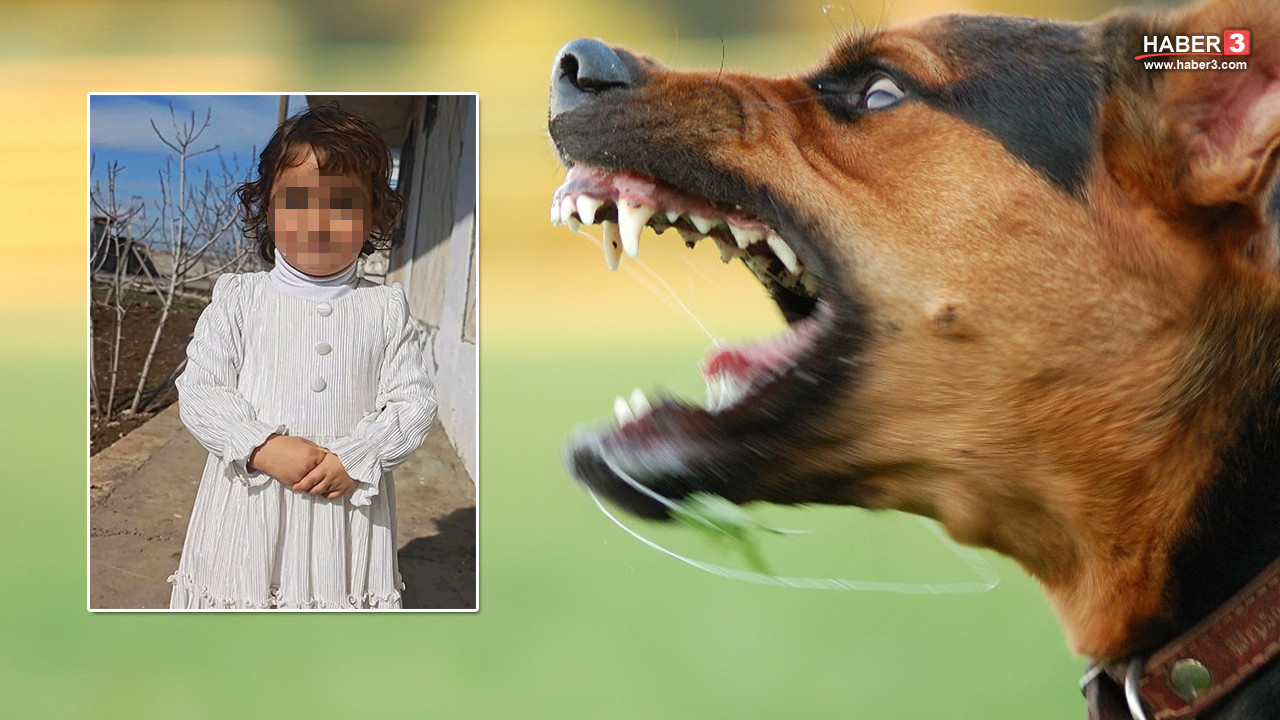 Yine başıboş sokak köpeği dehşeti: Küçük kız yaşam savaşı veriyor!