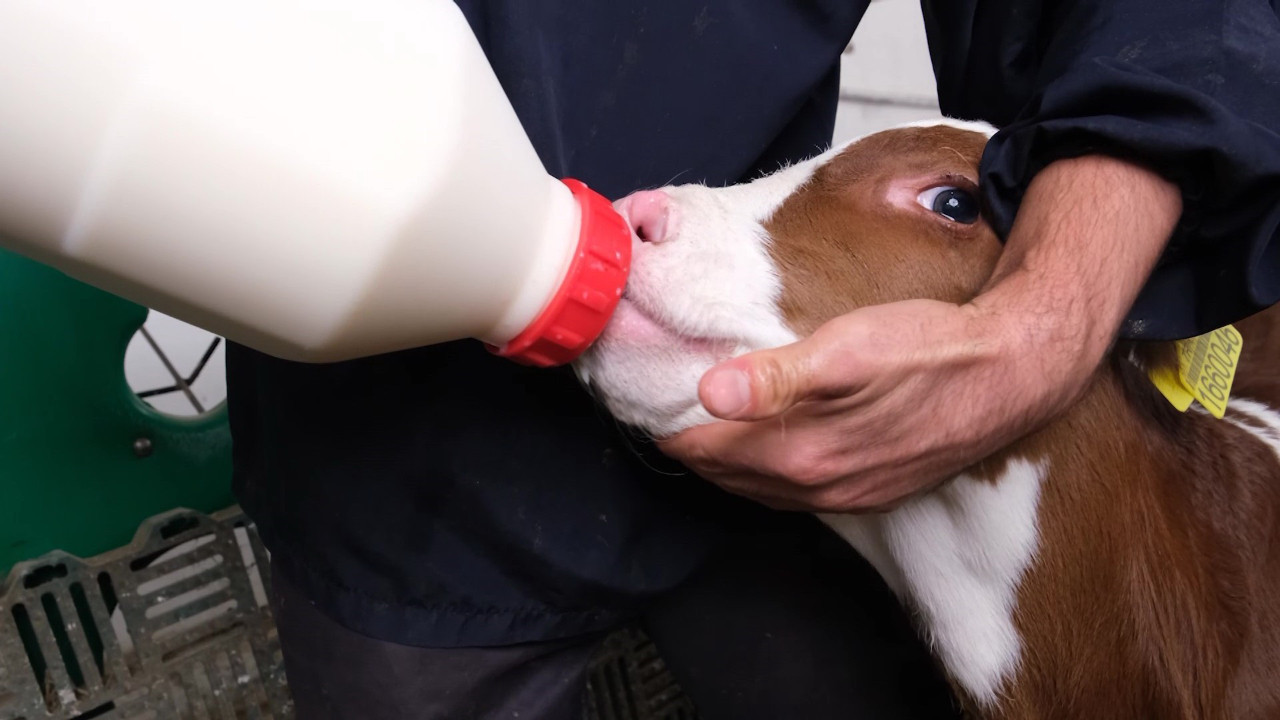 Kırmızı et fiyatlarını düşürmek yeni proje: Çalışmalar pilot ilimizde başladı