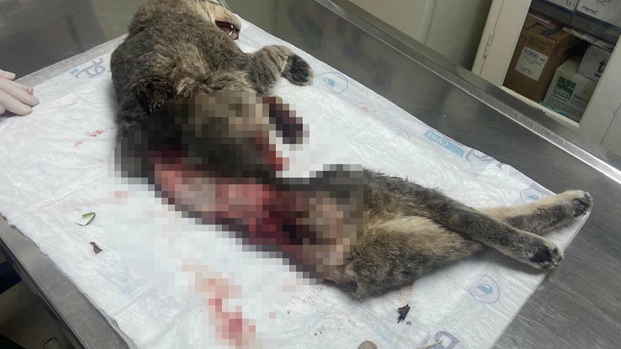 Bunu yapan insan olamaz! Kampüste yaşayan kedi vahşice katledildi