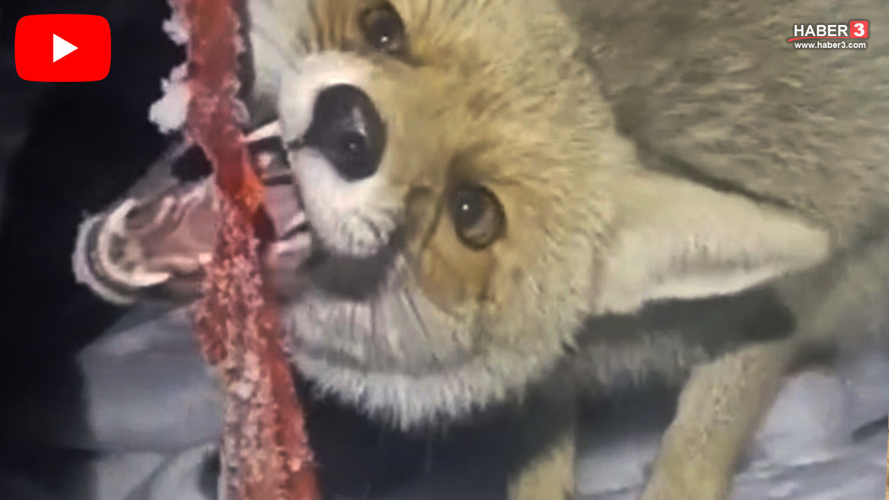 Bembeyaz karlar altında yürekleri ısıtan anlar: O Türkiye'nin en ilginç yarı evcil yarı yabanisi...