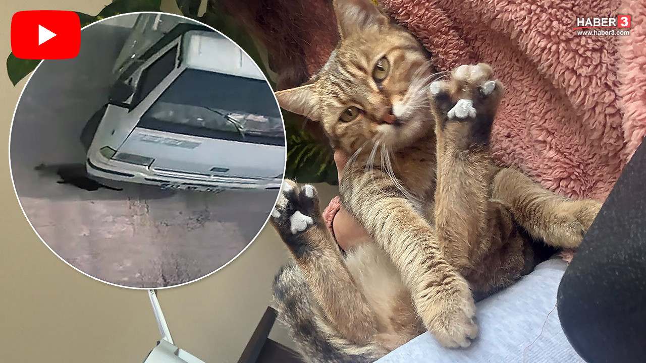 Kamyonetiyle kediyi ezip kaçan sürücüye mahkemeden ders gibi ceza