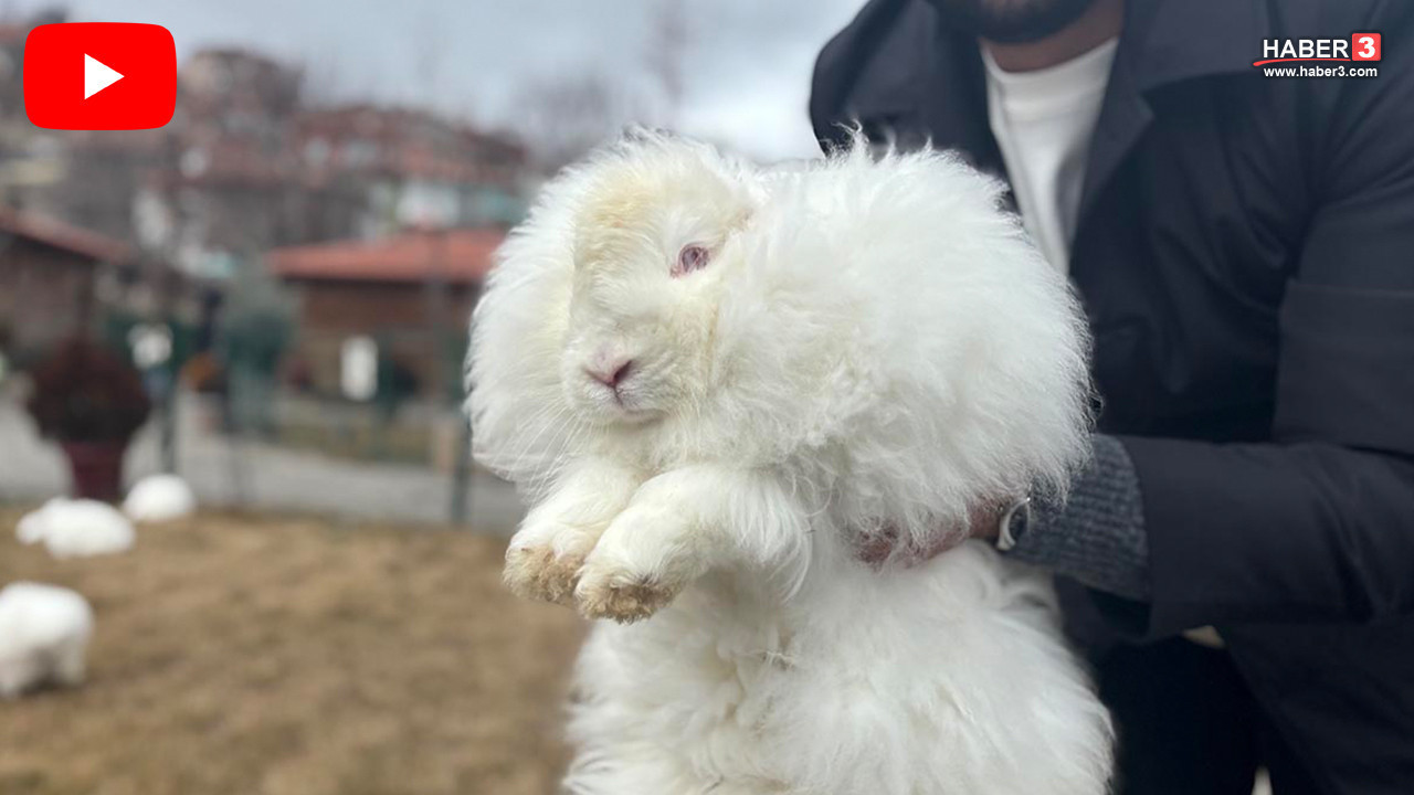 Türkiye'de nesli 300 yıl önce tükenmişti... Ankara tavşanı geri döndü