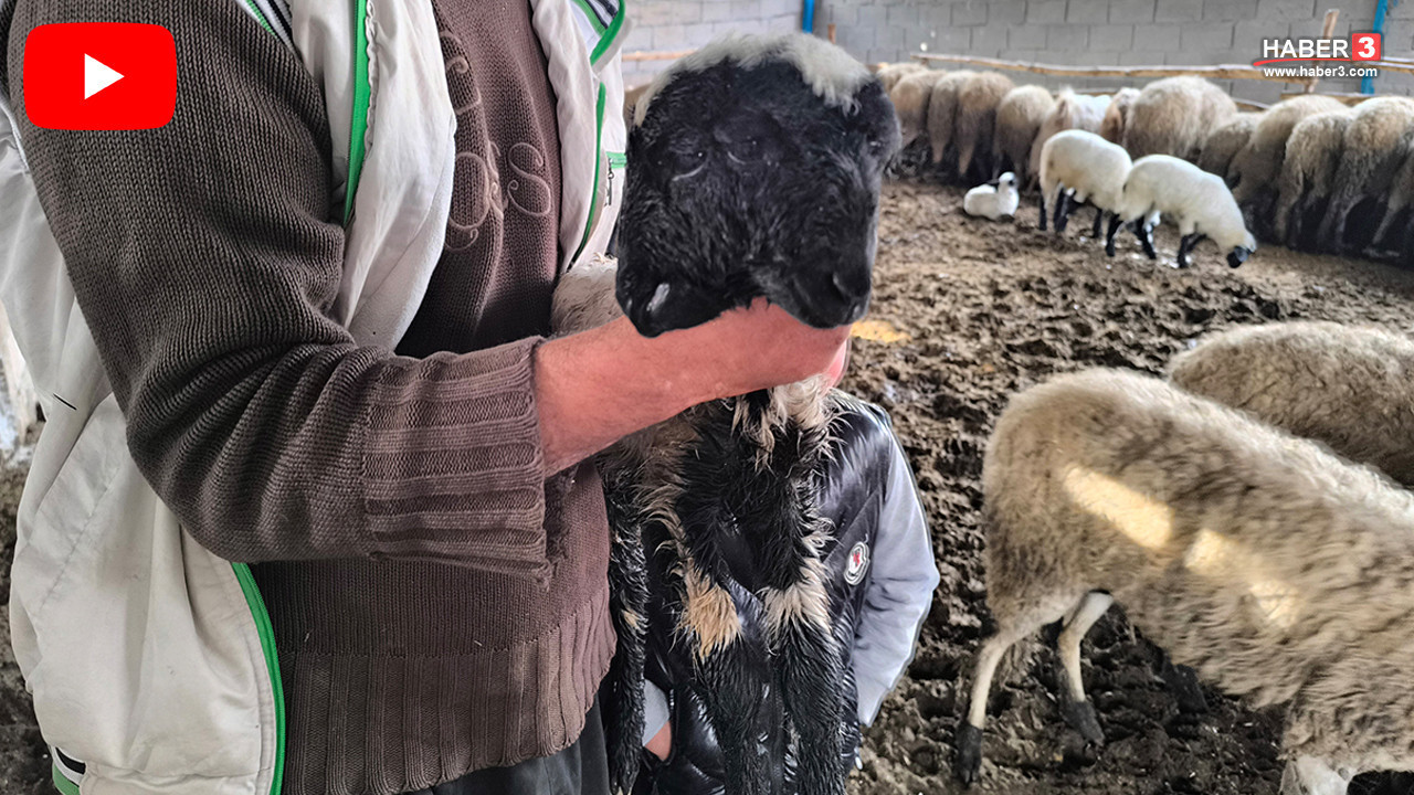 İki başı, 2 ağzı ve tam 4 gözü var... Yaşama tutunmayı başardı