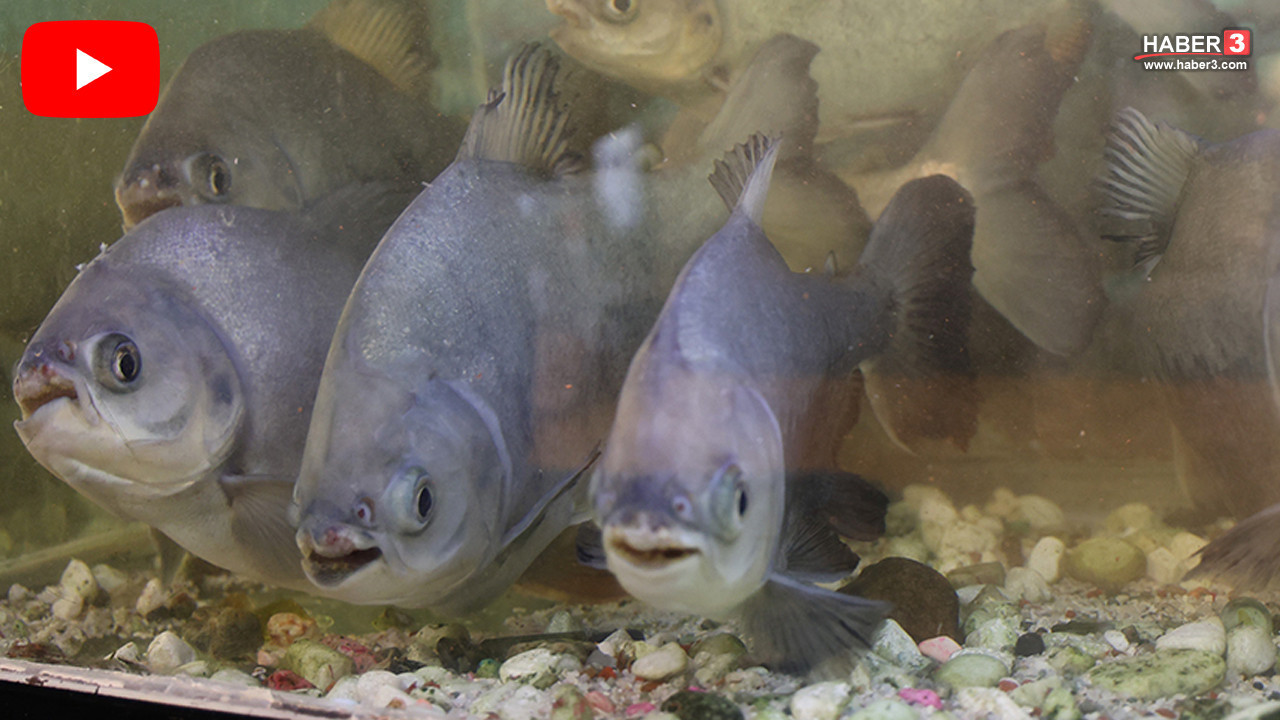 Dünyanın en tehlikeli türlerinden biri olan Piranalara kelle paça ziyafeti