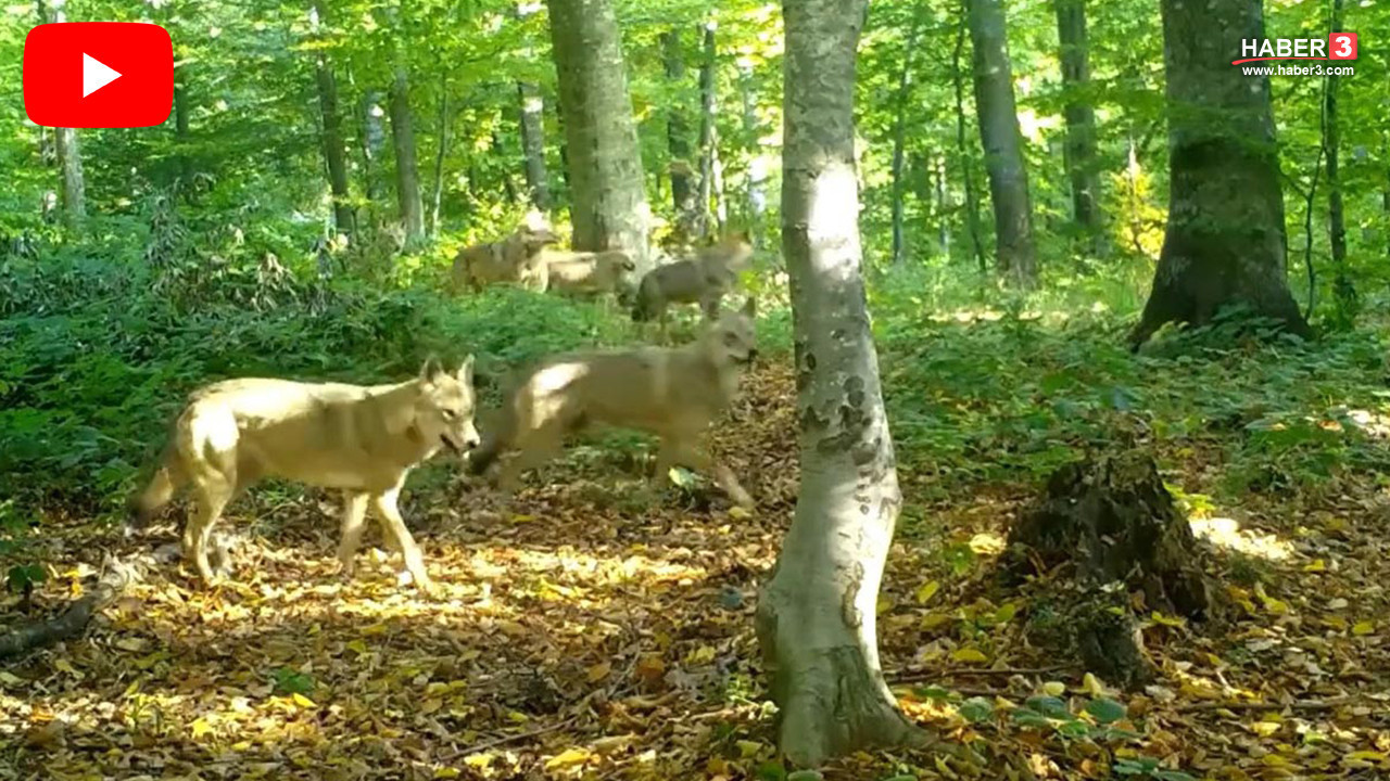 Kurtlar konseyi toplandı! Sürü halinde fotokapana yakalandılar