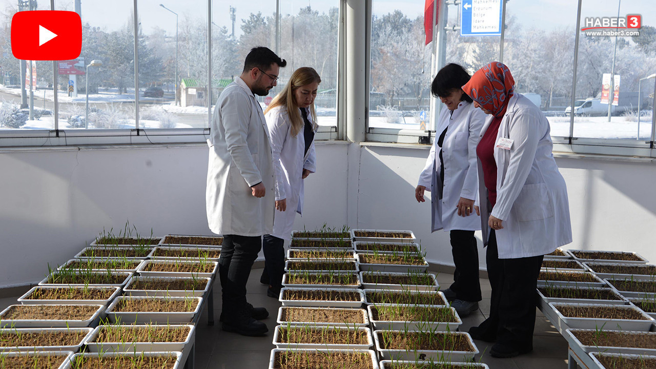Türkiye'nin -21 dereceye kadar dayanan tohumları işte bu merkezde geliştiriliyor