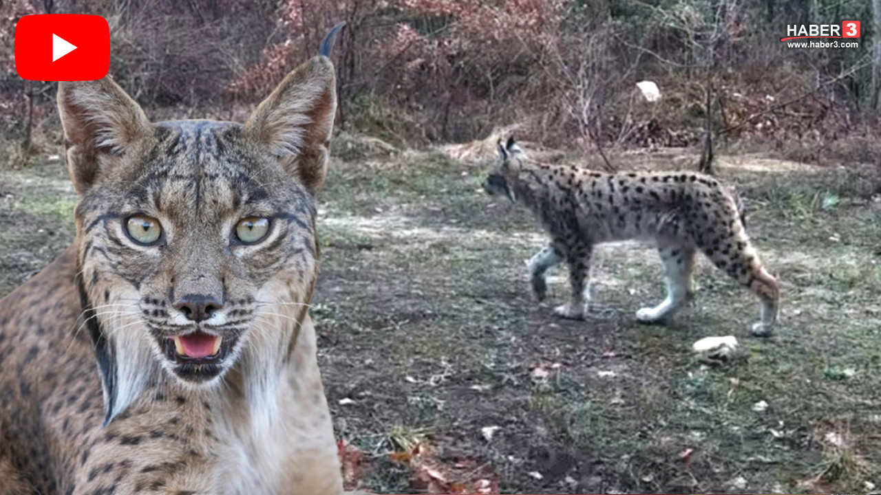 Türkiye'nin hayalet kedisi bir kez daha doğal yaşam alanında görüntülendi