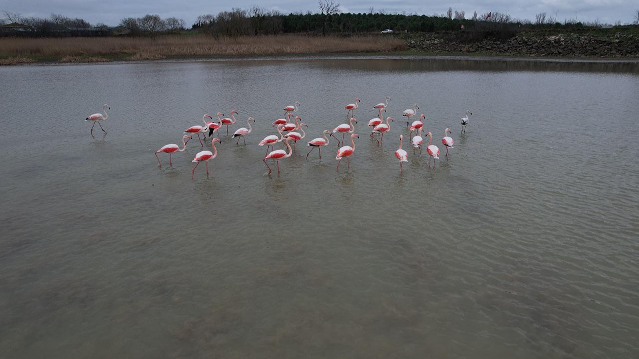 İstanbul'un sürpriz misafirleri Büyükçekmece Gölü'nde mola verdi