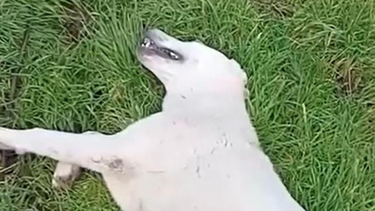 Bahçesine giren köpeği gözünü kırpmadan katletti!