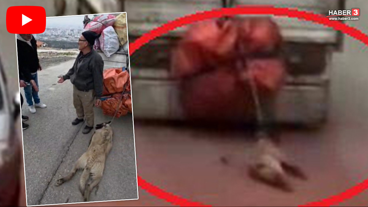 Başkent'in göbeğinde bir kamyonetin arkasına bağlanıp sürüklenen can kurtarıldı ''hayvan'' yakalandı