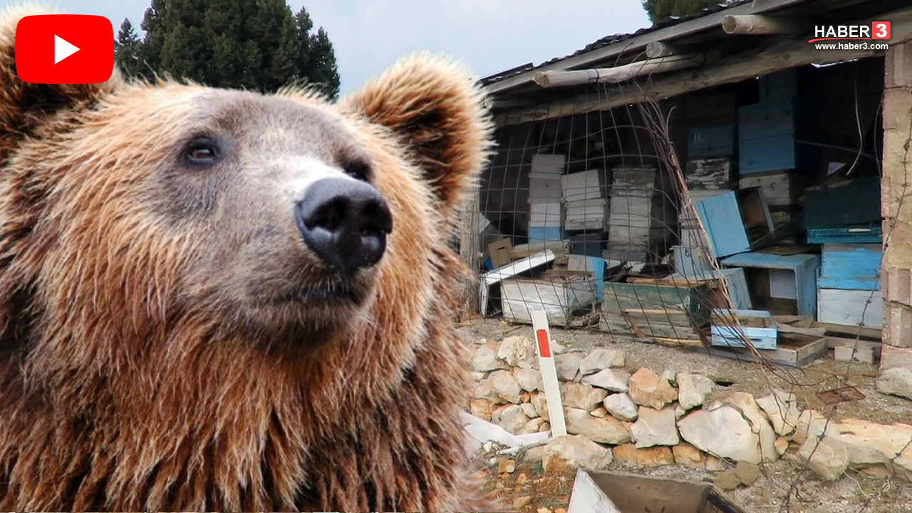 Aç kalan ayı tarihi ''hanayları'' bastı; ortalık savaş yerine döndü!