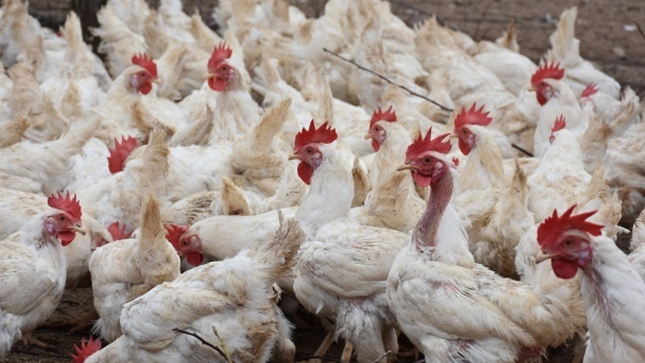 Ticaret Bakanlığı kanatlı et ihracatını yasakladı