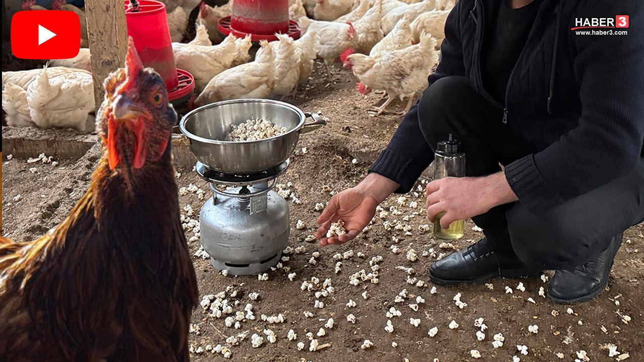 Yıllardır organik yumurta üreten girişimci ''strese giren'' tavukları için öyle bir şey yaptı ki...
