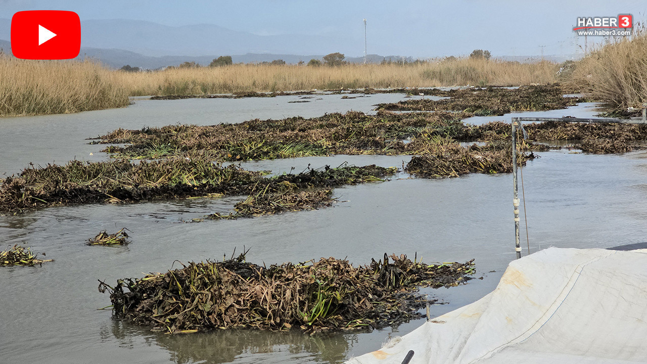 Fırtınalar Türkiye'nin su sümbüllerini denize sürükledi, balıkçılık ve su canlıları tehdit altında