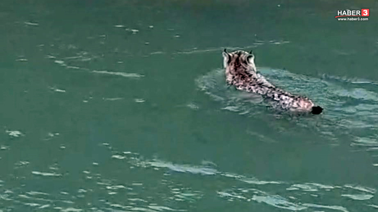 Türkiye'nin ormanların hayaleti ilan edilen nesli tehlike altındaki bir vaşak yüzerken görüntülendi!