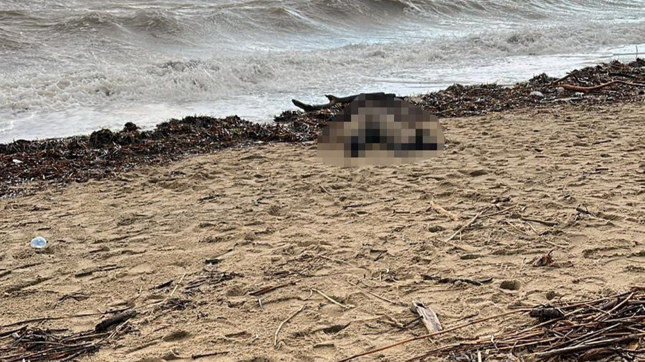 Sahile kadın cesedi vurdu