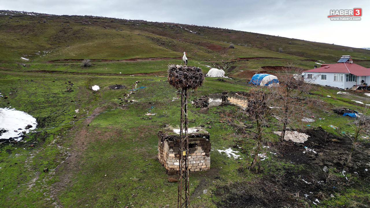 Türkiye'nin en sevimli göçmeni, göç etmekten vazgeçip, yerleşik hayata döndü