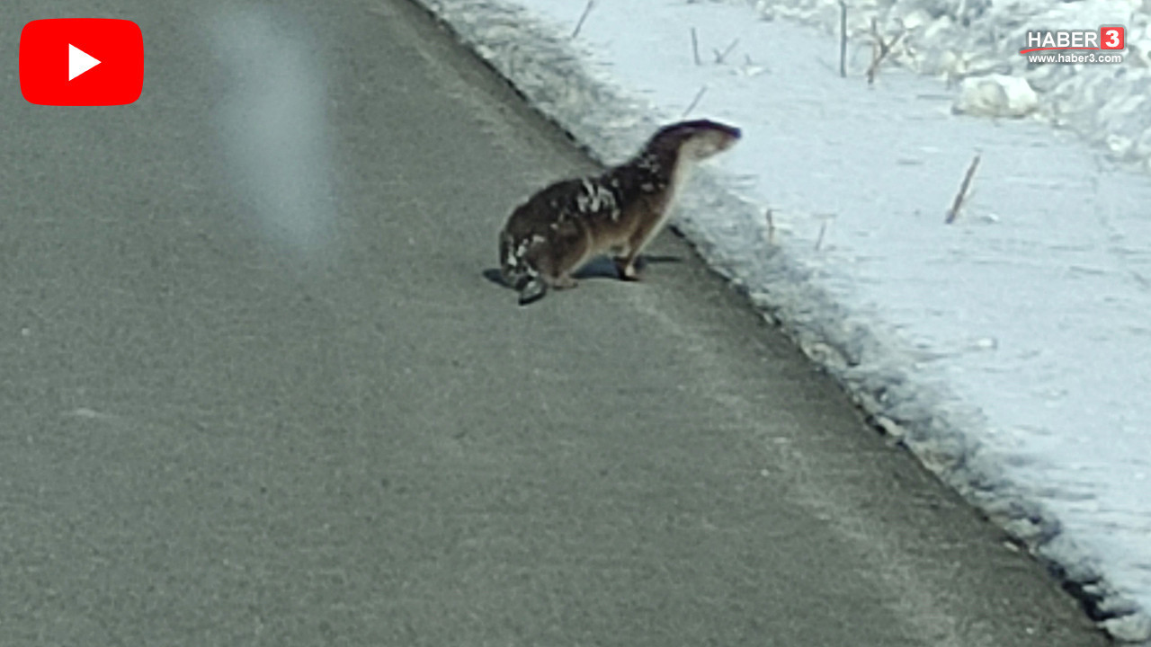 Türkiye'nin nesli tehlike altındaki sevimli canlısı öyle bir yerde görüldü ki...