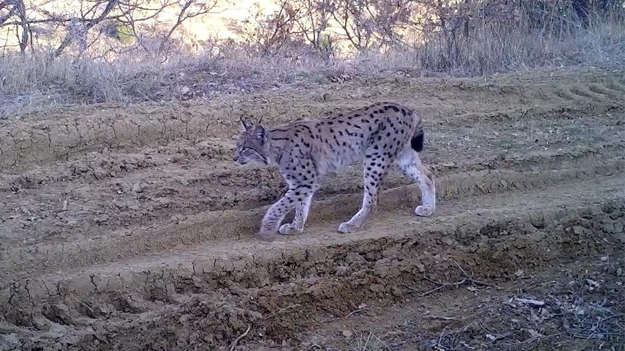 Ormanın hayaleti Kırıkkale'de ortaya çıktı