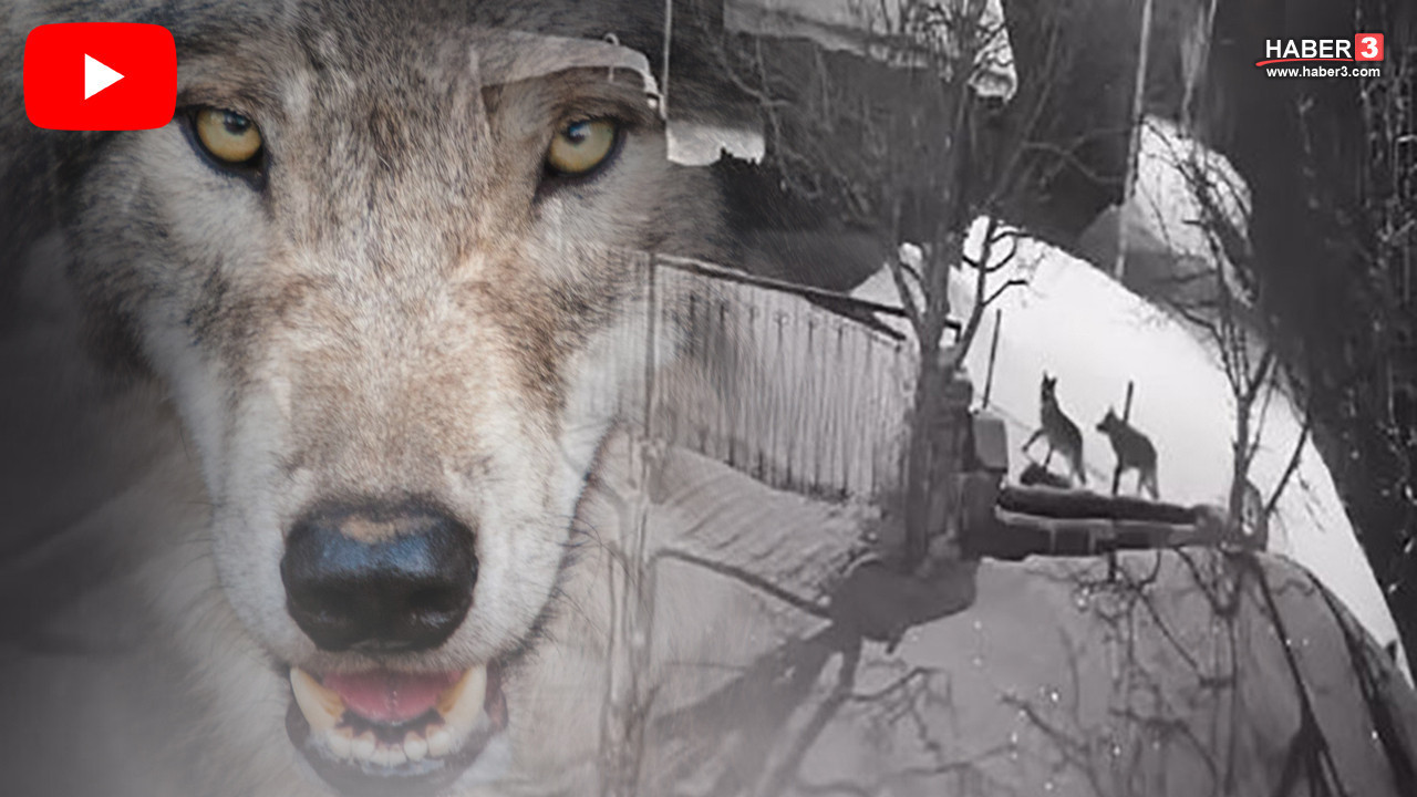 Şavşat’ta korku dolu gece! Aç kalan kurt sürüsü köyü kuşattı: Evlerin kapısına kadar geldiler