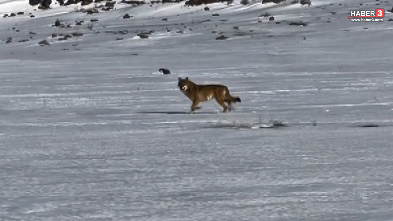 Vahşi kurt seyir halindeki aracı takip ederken kameralara yakalandı