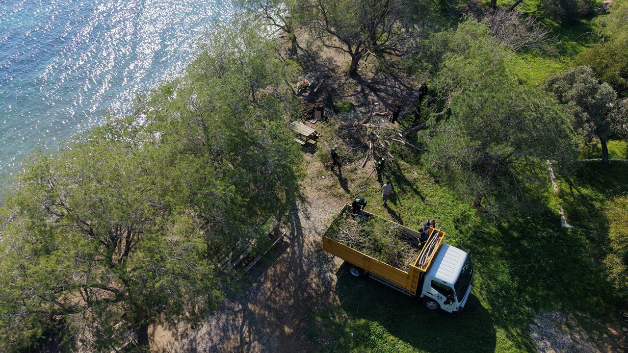 Bodrum'da fırtınada devrilen Ilgın ağaçları yeniden toprakla buluşuyor