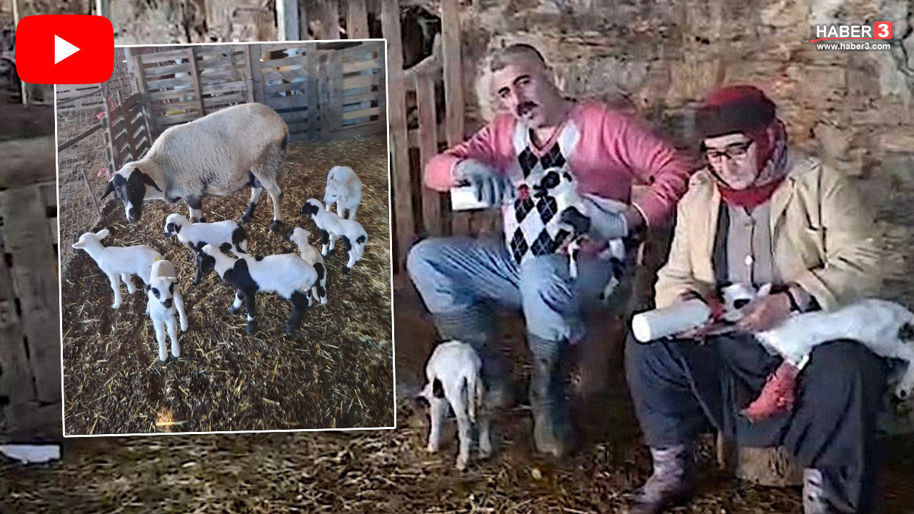 Tam vazgeçecekken hayvanları dördüz, beşiz yavrulamaya başlayınca kendi işlerinin patronu oldular!