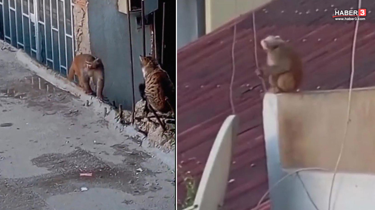 Burası Tayland değil, İstanbul'un göbeği... Çatılarda dolaşırken yakalandı