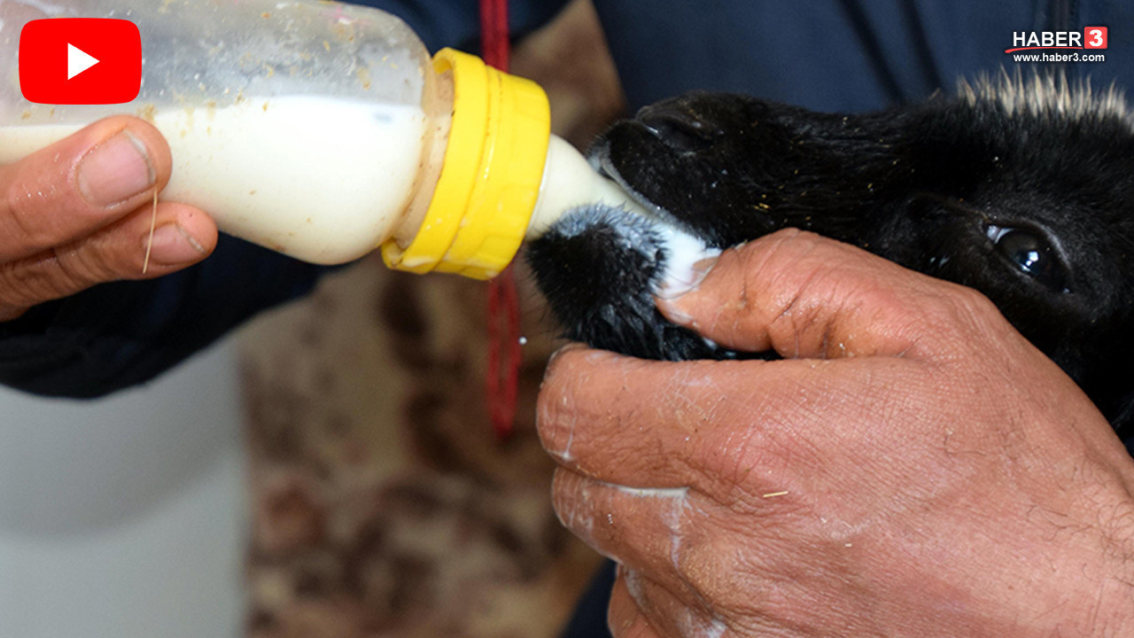 Van'ın dondurucu soğuğunda yürekleri ısıtan görüntü: Annesi ölen kuzuya kendi çocuğu gibi bakıyor