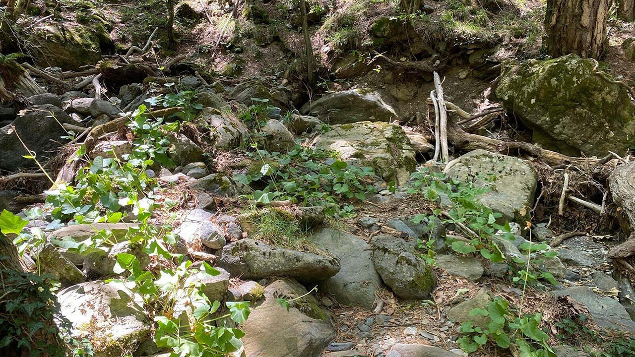 Türk bilim insanı Kaz Dağları'nda yeni bir böcek türü keşfetti