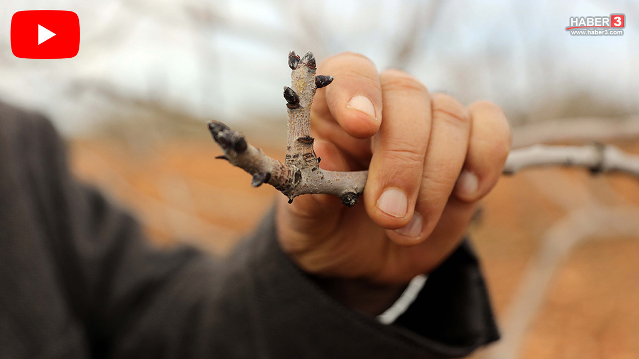 Türkiye'nin ''yeşil altını''ndan müjdeli haber geldi: Bu yıl bir rekor kırılacak!