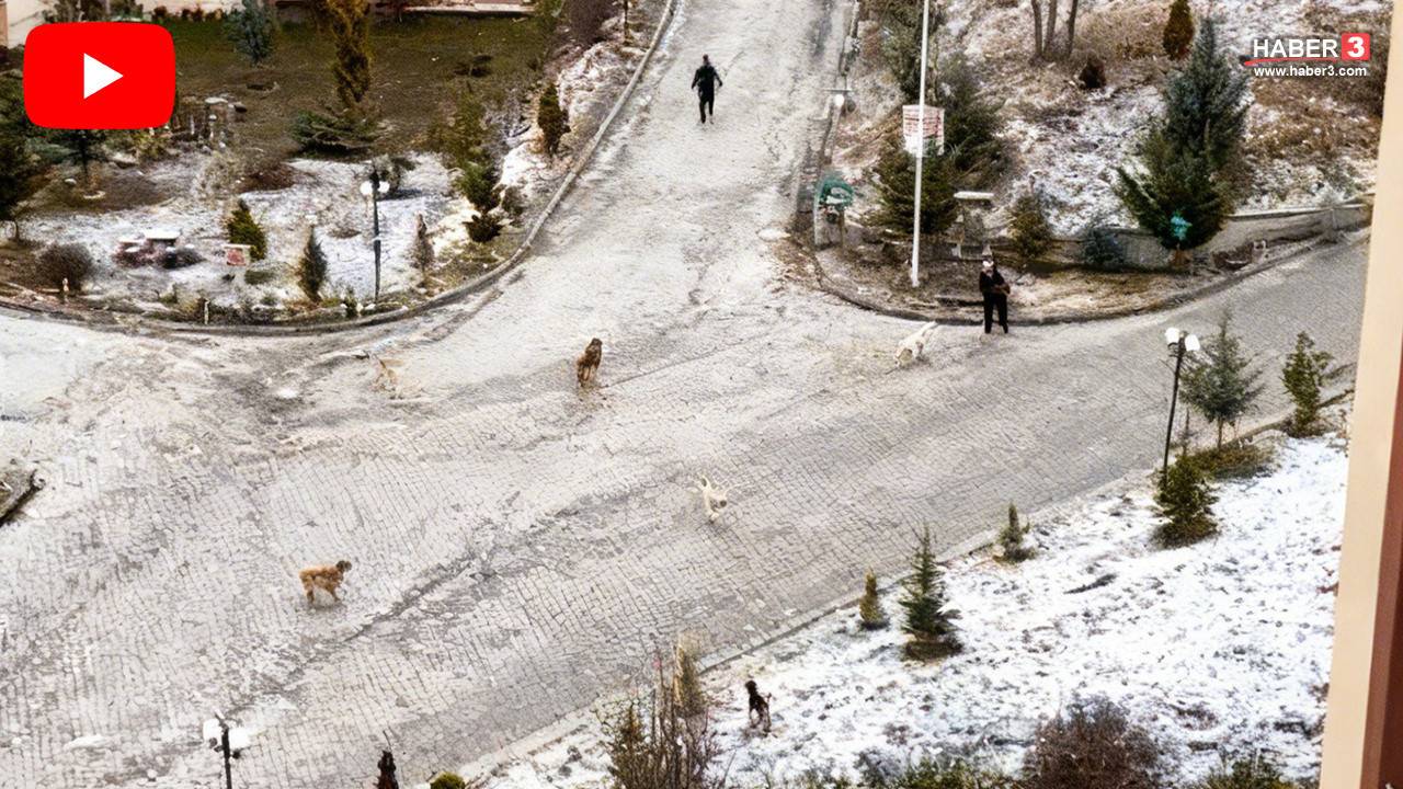 Sokak köpekleri site sakinlerine kabusu yaşattı; önlerine gelen herkese, herşeye saldırdılar!