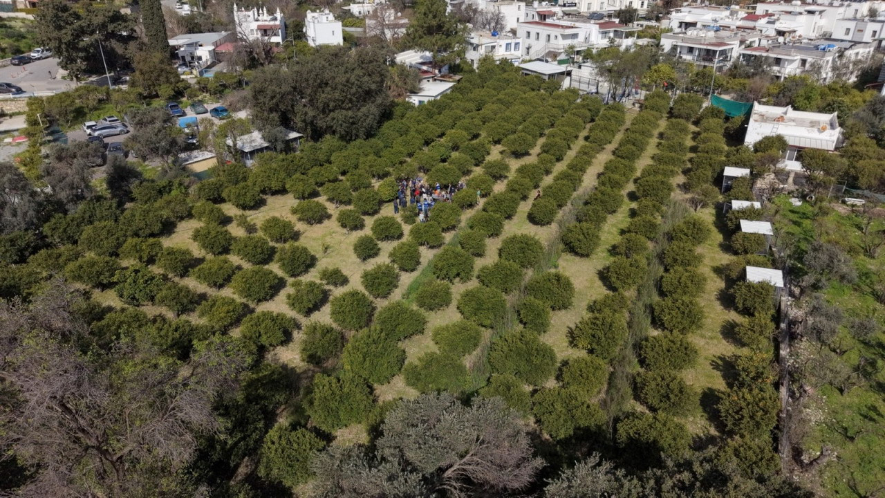 Bodrum’da Ağaç Budama Eğitimi Düzenlendi