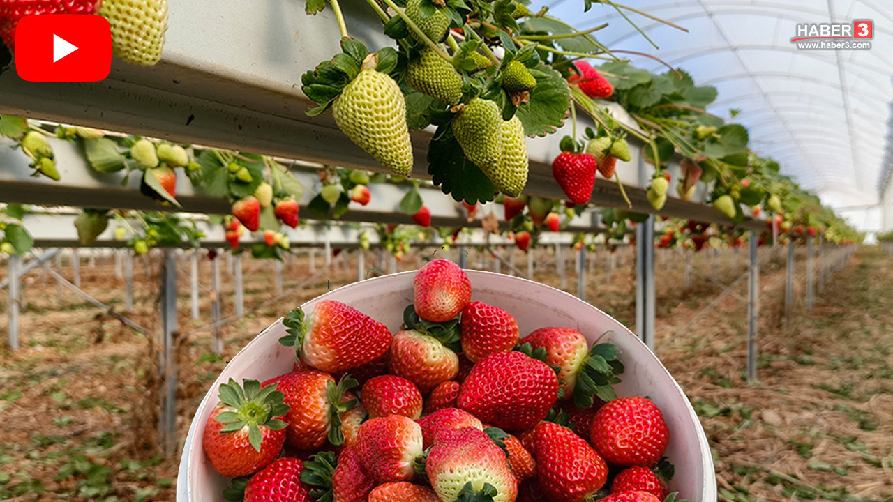 Türkiye'nin en lezzetli kırmızı altınında hasat başladı: Kilosu 200 TL'ye koşuyor