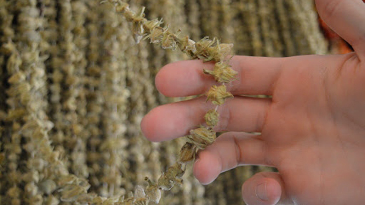 Kilosu 3 bin 500 TL! Fiyatı altınla yarışıyor, faydaları saymakla bitmiyor