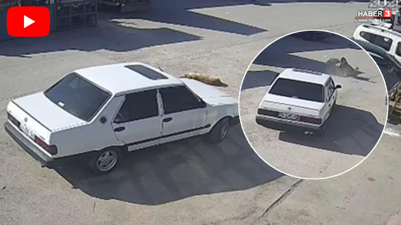 Bolu'da vicdanları sızlatan olay! Göz göre göre ezip geçti