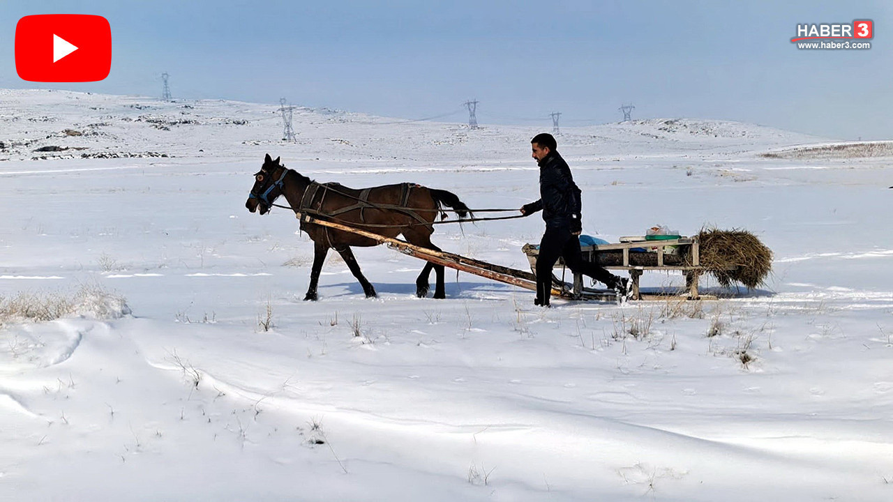 Türkiye'nin Sibiryası'nda sıcacık anlar: Her şey aç kalan yaban hayatı için....