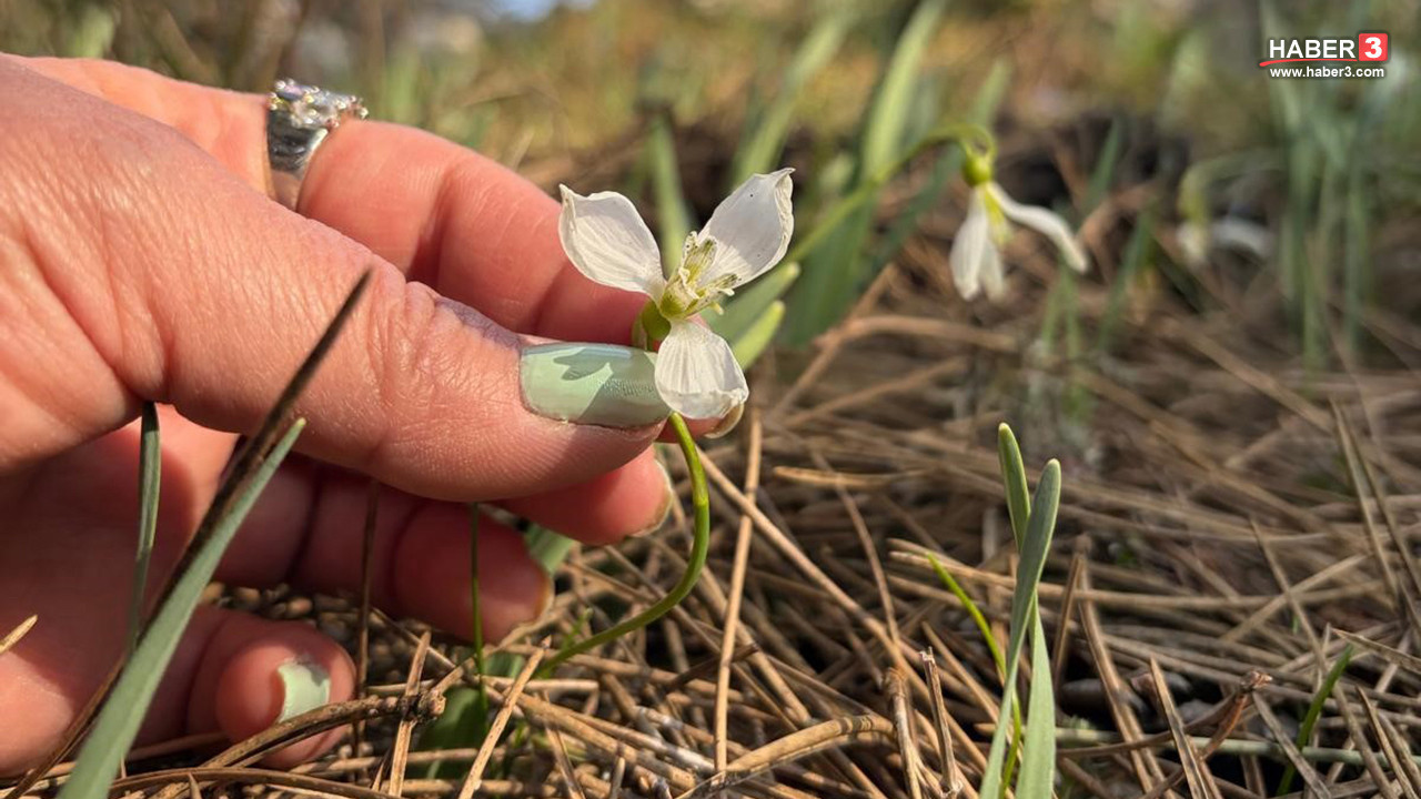 Türkiye'de baharın müjdecisi olarak bilinen eşsiz güzellikler bu yıl 2'nci kez ortaya çıktı!