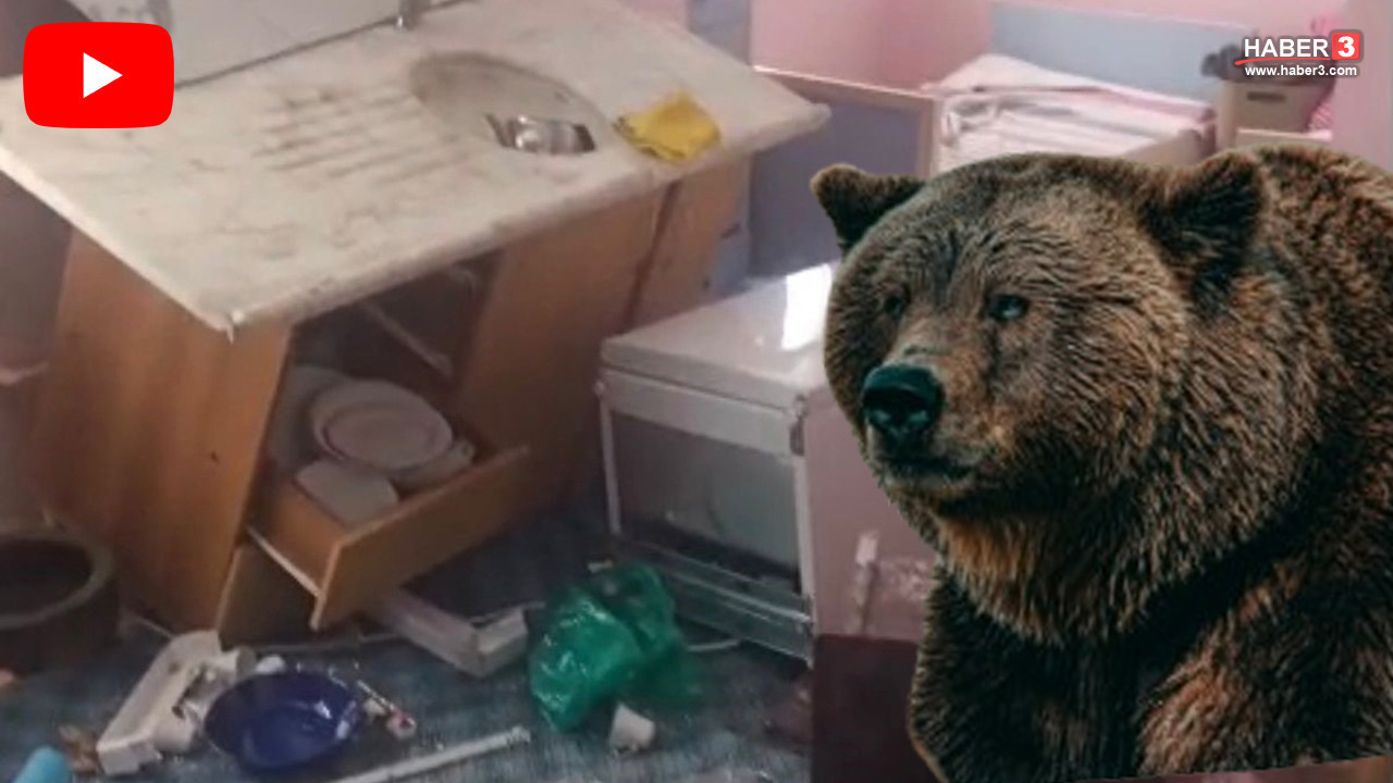 Trabzon'da kış uykusundan erken uyanıp evlere giren ayılar, vatandaşlara hayatlarının şokunu yaşattı