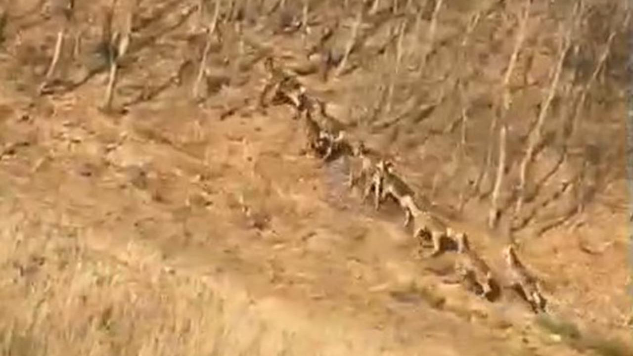 Burası Kanada değil Türkiye: Geyik sürüsü yola indi, sürücüler şaştı kaldı