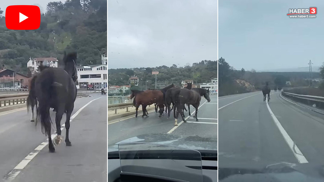 Görüntüler İstanbul'dan! Yola çıkıp dörtnala koşan atlar ortalığı birbirine kattı