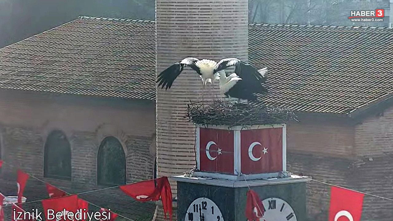 Yaren ve Nazlı leyleklerin aşkına Bursa'dan rakip çıktı: Can ve Canan leylekler de kavuştu