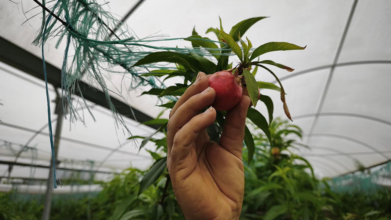 Türkiye'nin naranciye deposunda hasat zamanı: Kilosu 500 TL'den satılıyor