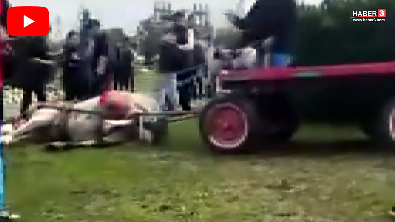 İnfial yaratan dehşet! Atını bayıltana kadar döven caniler hayvan barınağında çalışacak!