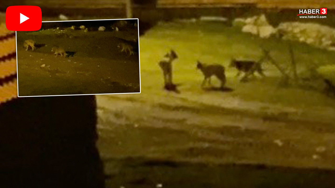 Aç kalan kurt sürüsü köyü bastı... Mahalleliyi tedirgin eden anlar kamerada!